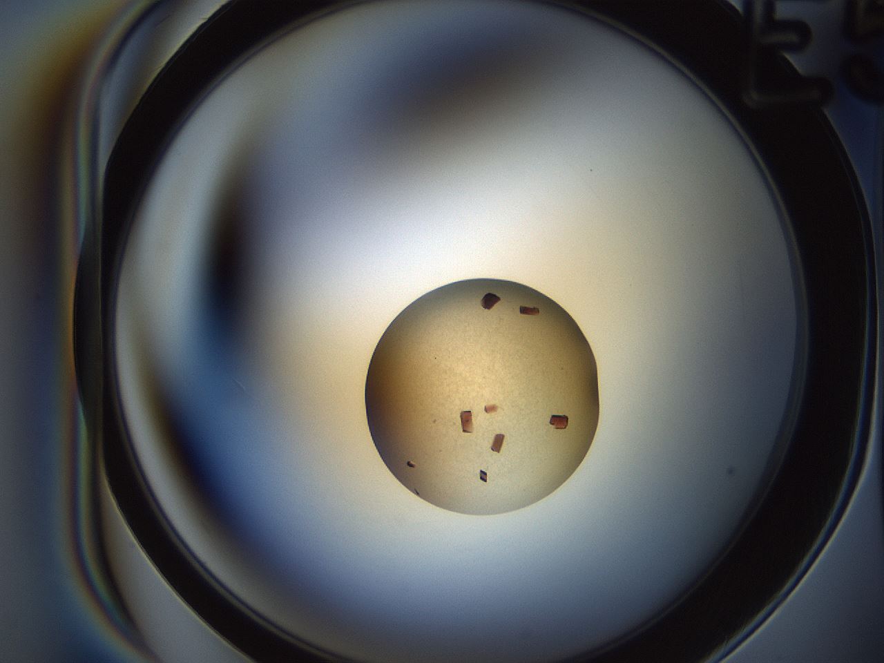 folderID165_plateID2165_batchID9558_wellNum29_profileID1_d1_r145779_ef.jpg