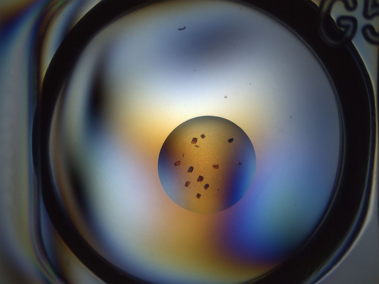 folderID165_plateID2165_batchID9558_wellNum41_profileID1_d1_r145791_ef.jpg