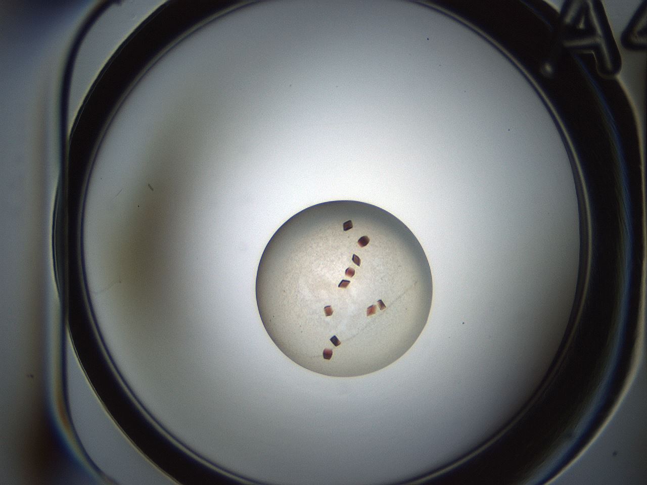 folderID165_plateID2165_batchID9558_wellNum4_profileID1_d1_r145754_ef.jpg