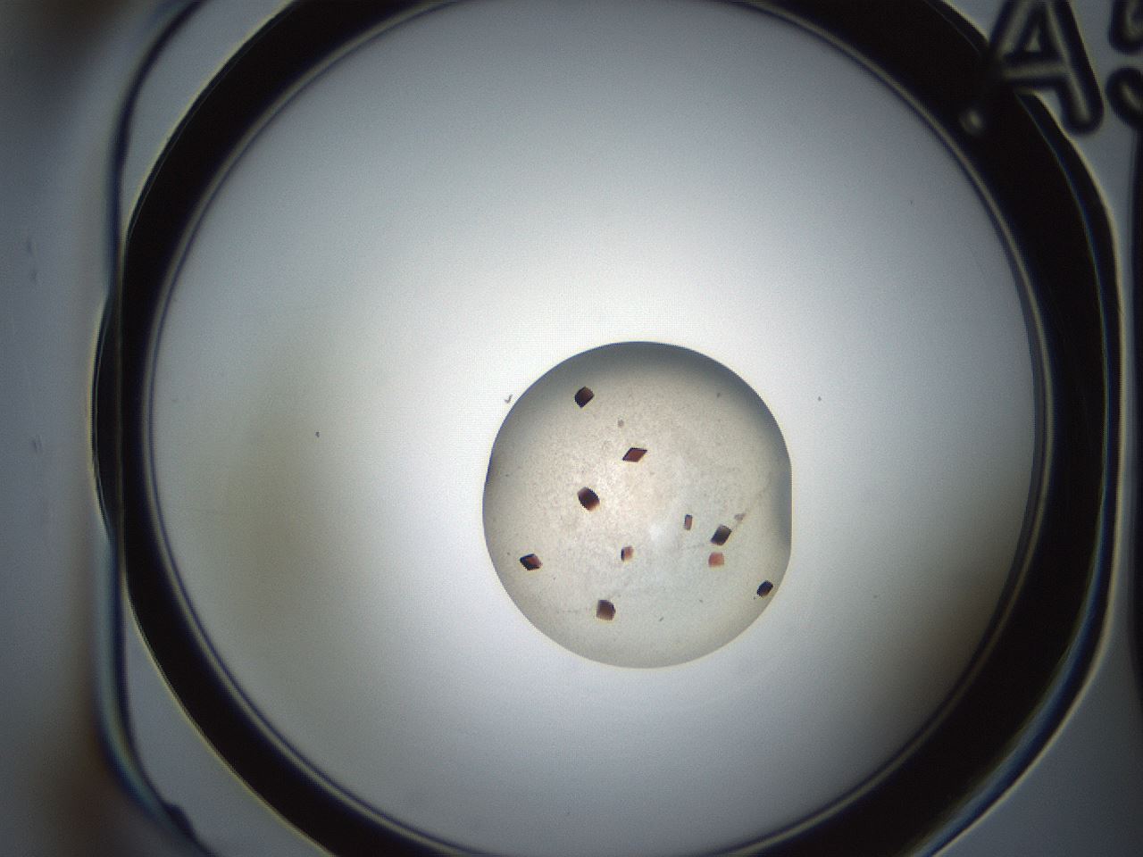 folderID165_plateID2165_batchID9558_wellNum5_profileID1_d1_r145755_ef.jpg