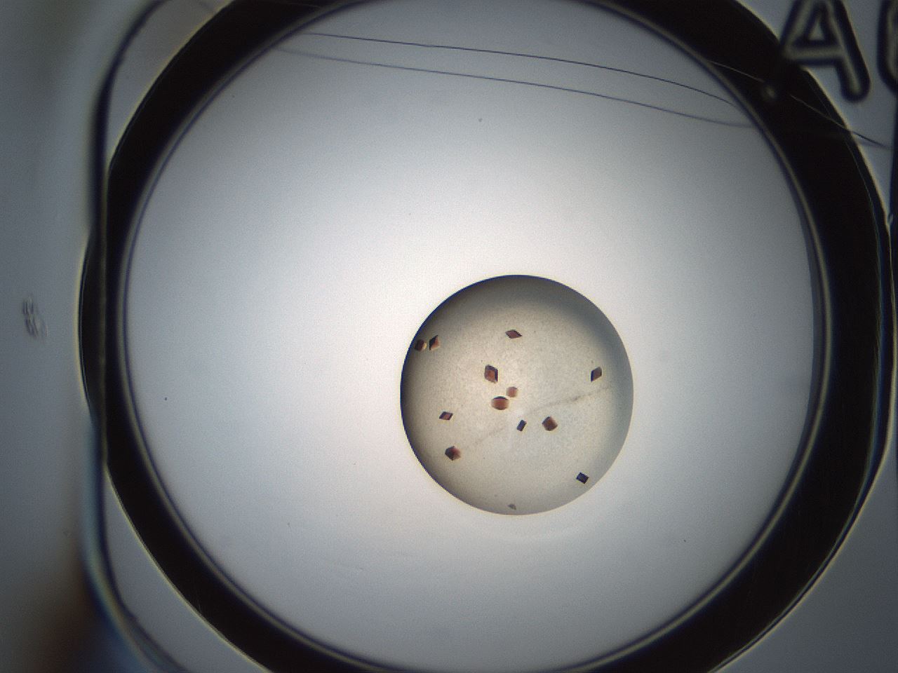 folderID165_plateID2165_batchID9558_wellNum6_profileID1_d1_r145756_ef.jpg