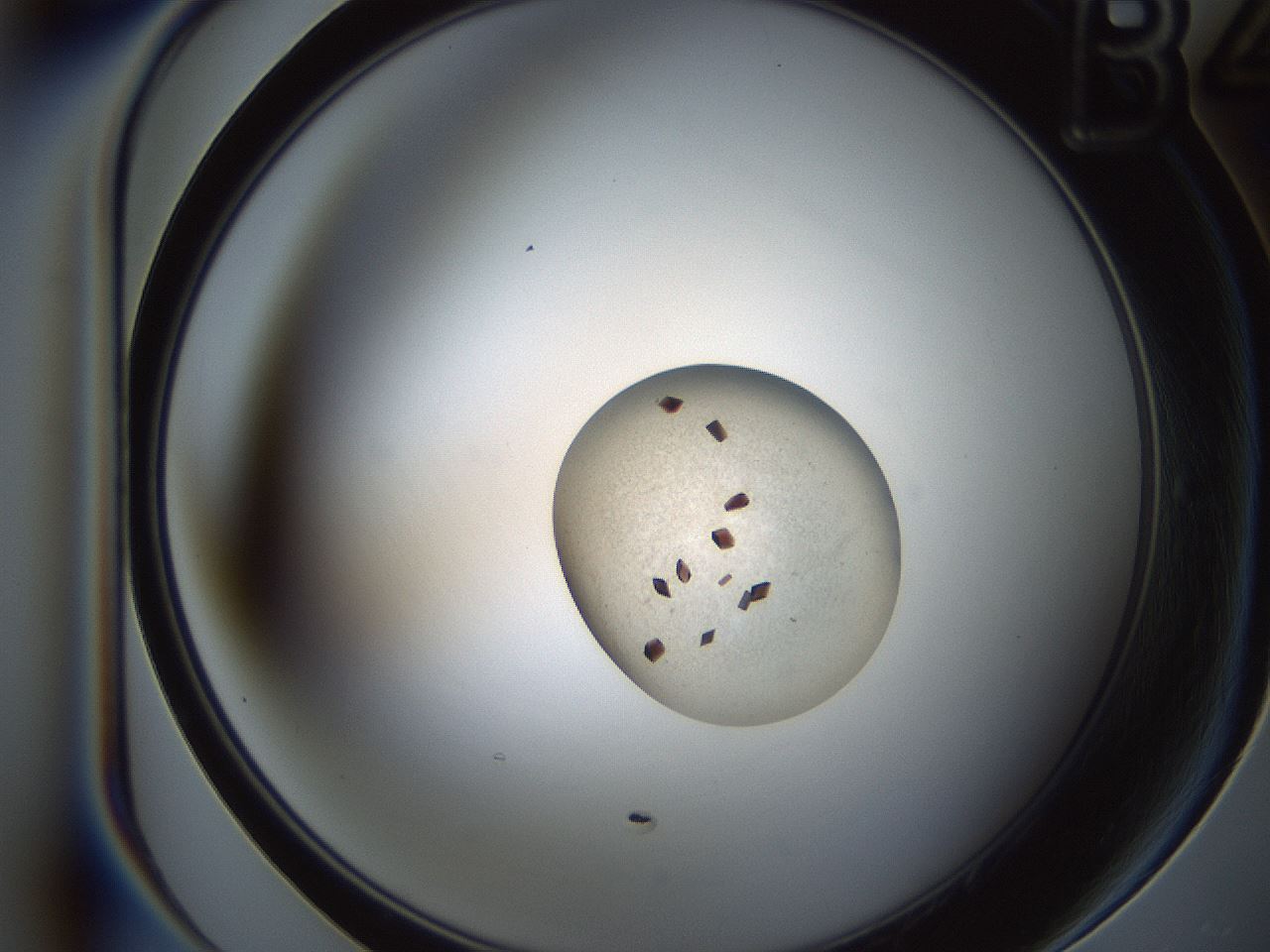 folderID165_plateID2165_batchID9561_wellNum10_profileID1_d1_r145760_ef.jpg