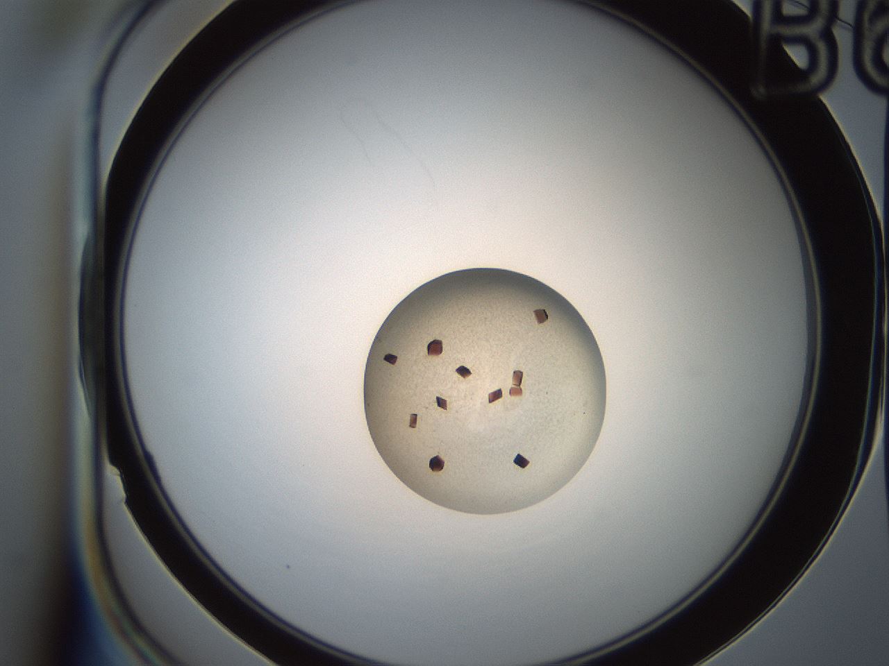 folderID165_plateID2165_batchID9561_wellNum12_profileID1_d1_r145762_ef.jpg