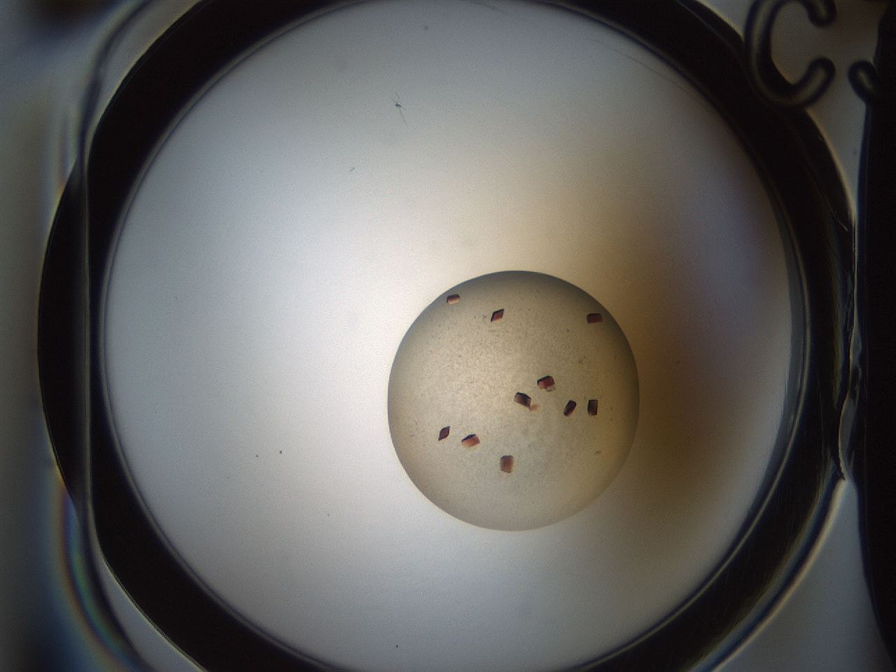 folderID165_plateID2165_batchID9561_wellNum15_profileID1_d1_r145765_ef.jpg