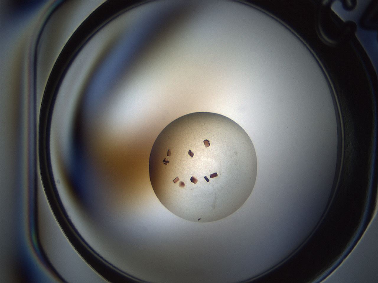 folderID165_plateID2165_batchID9561_wellNum16_profileID1_d1_r145766_ef.jpg