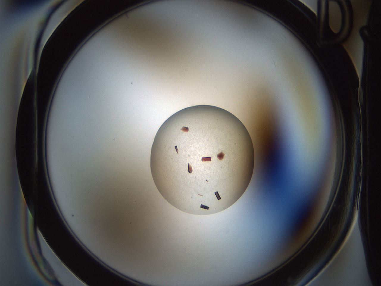 folderID165_plateID2165_batchID9561_wellNum21_profileID1_d1_r145771_ef.jpg