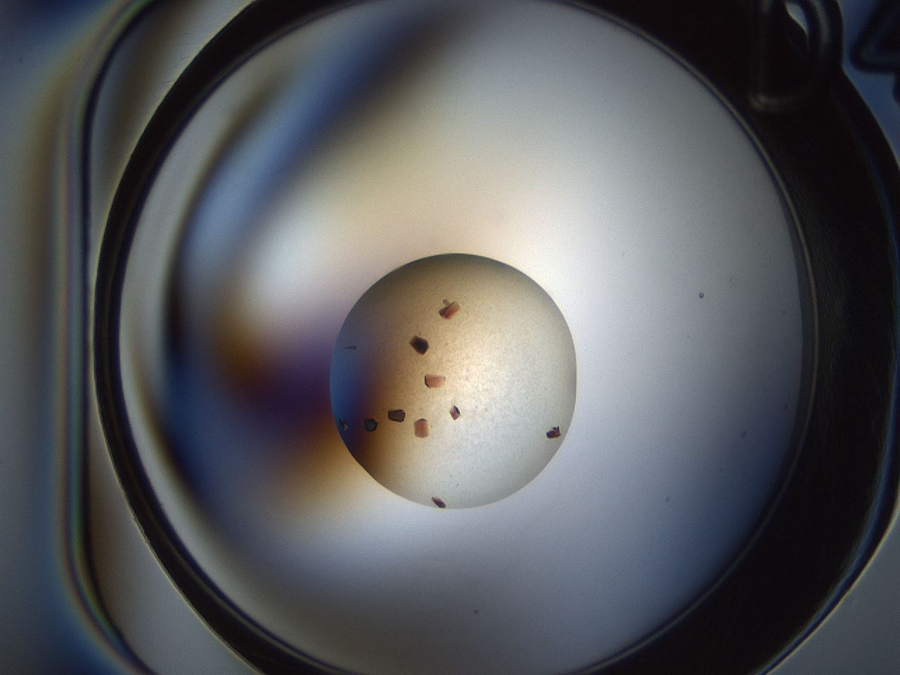 folderID165_plateID2165_batchID9561_wellNum22_profileID1_d1_r145772_ef.jpg
