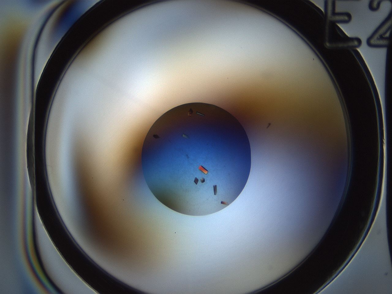 folderID165_plateID2165_batchID9561_wellNum26_profileID1_d1_r145776_ef.jpg