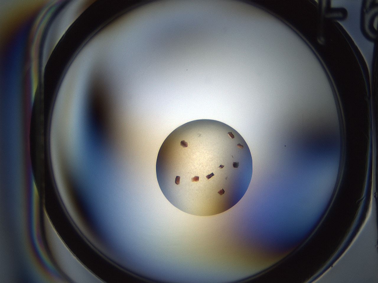 folderID165_plateID2165_batchID9558_wellNum36_profileID1_d1_r145786_ef.jpg