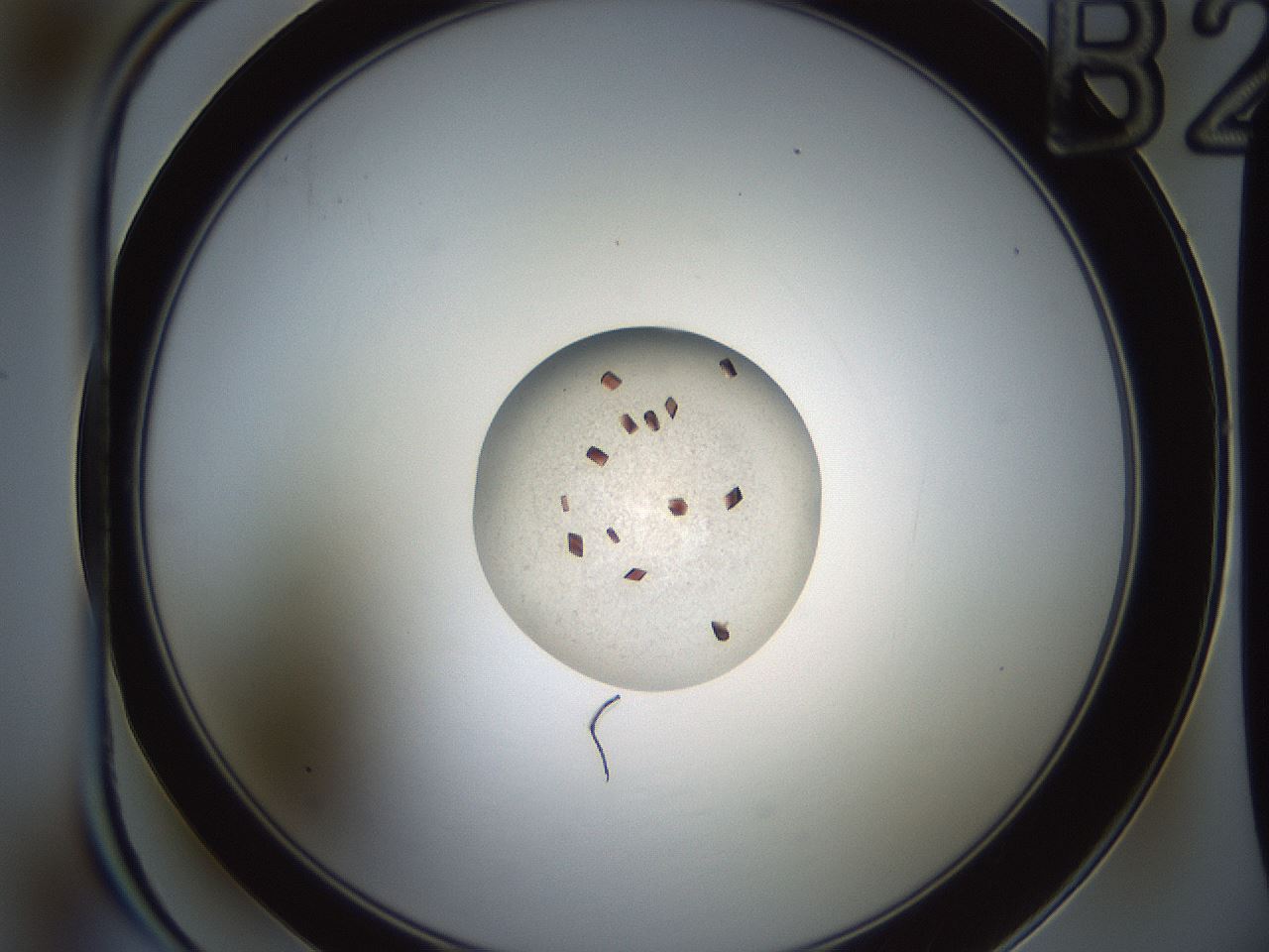 folderID165_plateID2165_batchID9558_wellNum8_profileID1_d1_r145758_ef.jpg