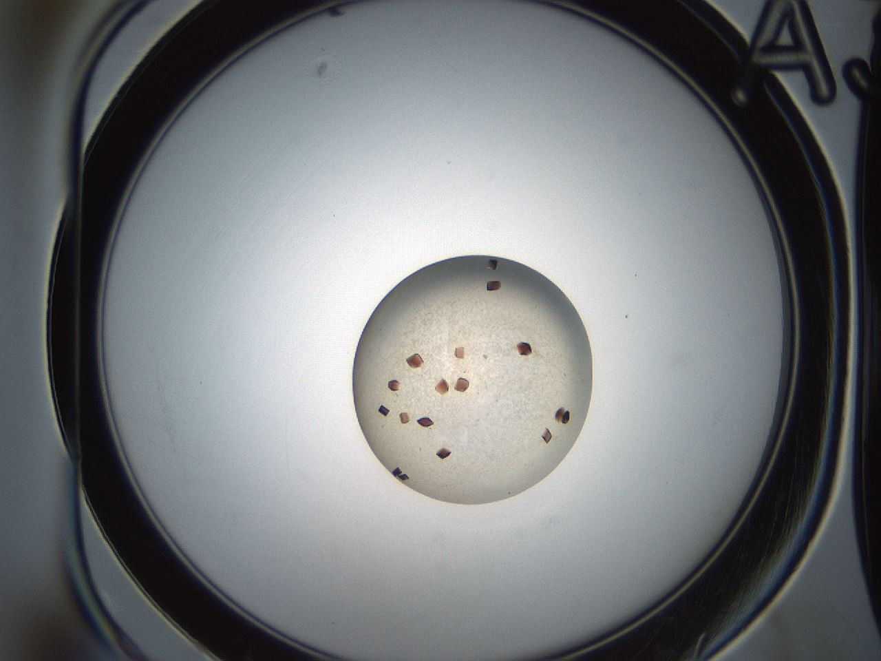 folderID165_plateID2165_batchID9561_wellNum3_profileID1_d1_r145753_ef.jpg
