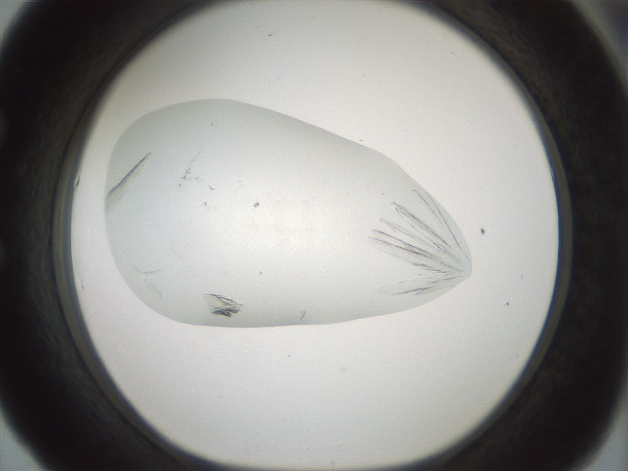 folderID198_plateID1198_batchID3489_wellNum53_profileID1_d1_r66131_ef.jpg