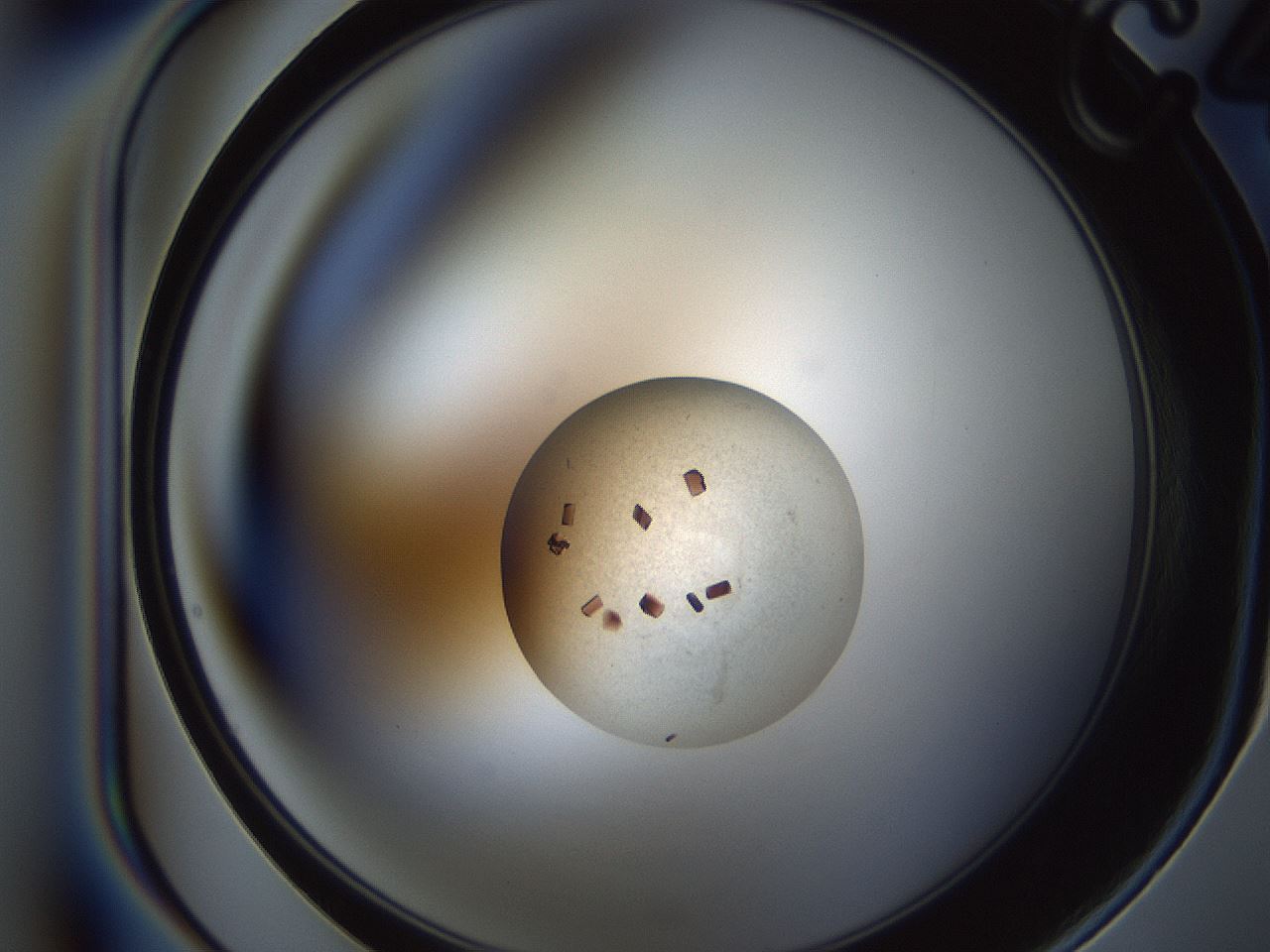 folderID165_plateID2165_batchID9558_wellNum16_profileID1_d1_r145766_ef.jpg