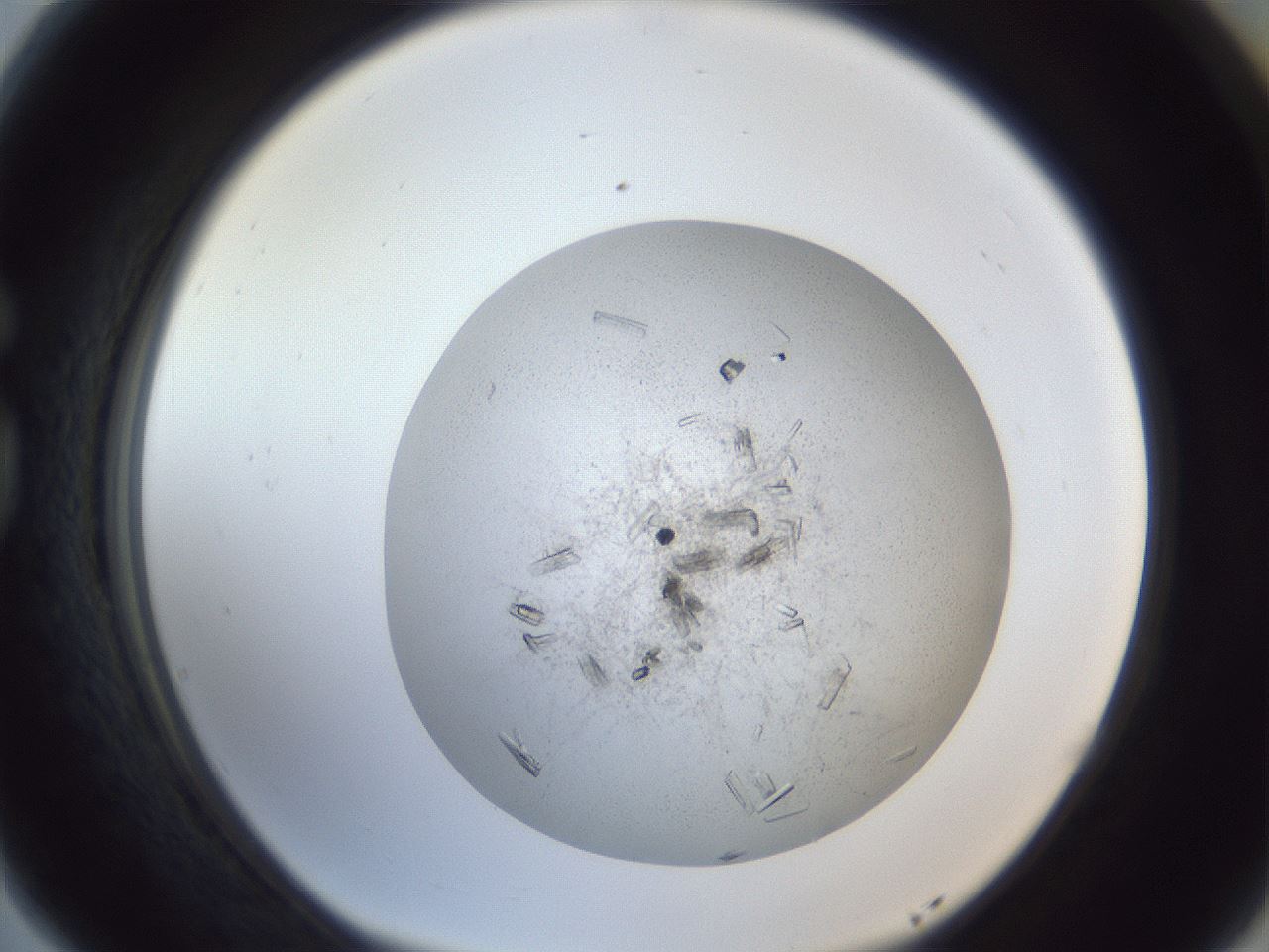 folderID202_plateID1202_batchID3541_wellNum77_profileID1_d1_r66539_ef.jpg