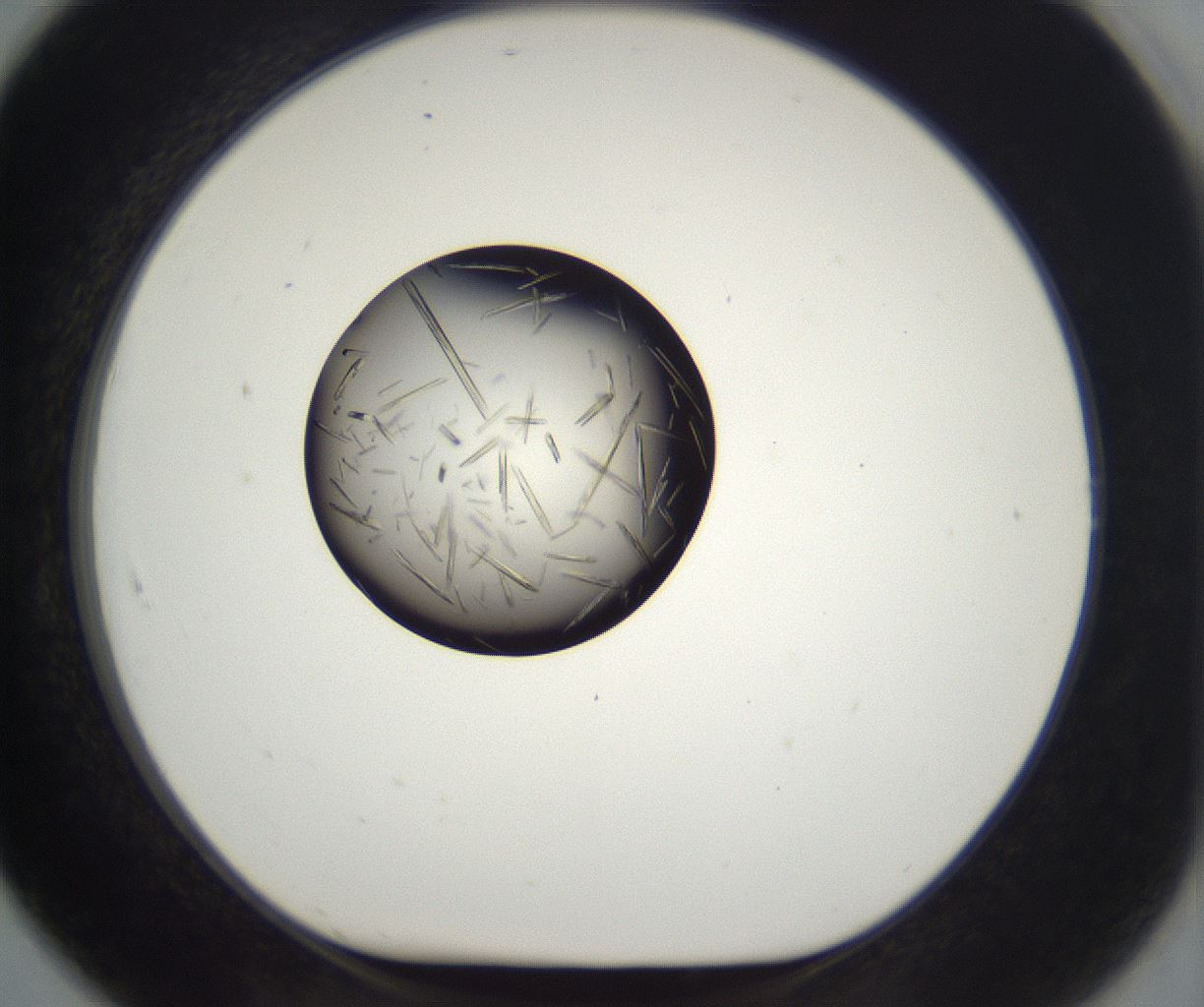 folderID286_plateID2286_batchID10841_wellNum91_profileID1_d1_r160552_ef.jpg