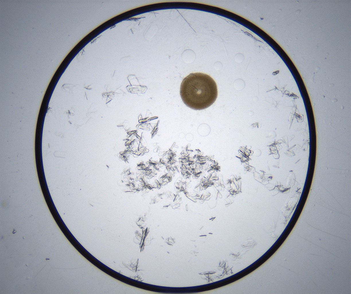 folderID369_plateID2369_batchID11114_wellNum88_profileID1_d1_r170641_ef.jpg