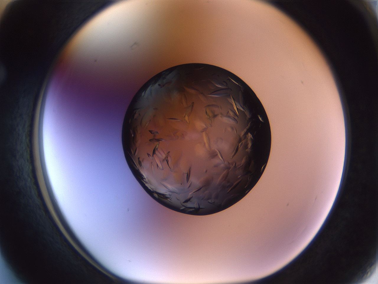 folderID470_plateID1470_batchID5625_wellNum63_profileID1_d1_r93089_ef.jpg