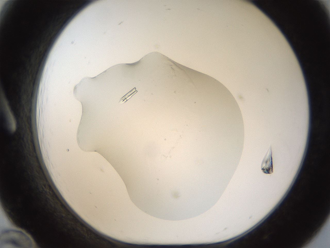 folderID53_plateID1053_batchID2251_wellNum12_profileID1_d1_r47324_ef.jpg