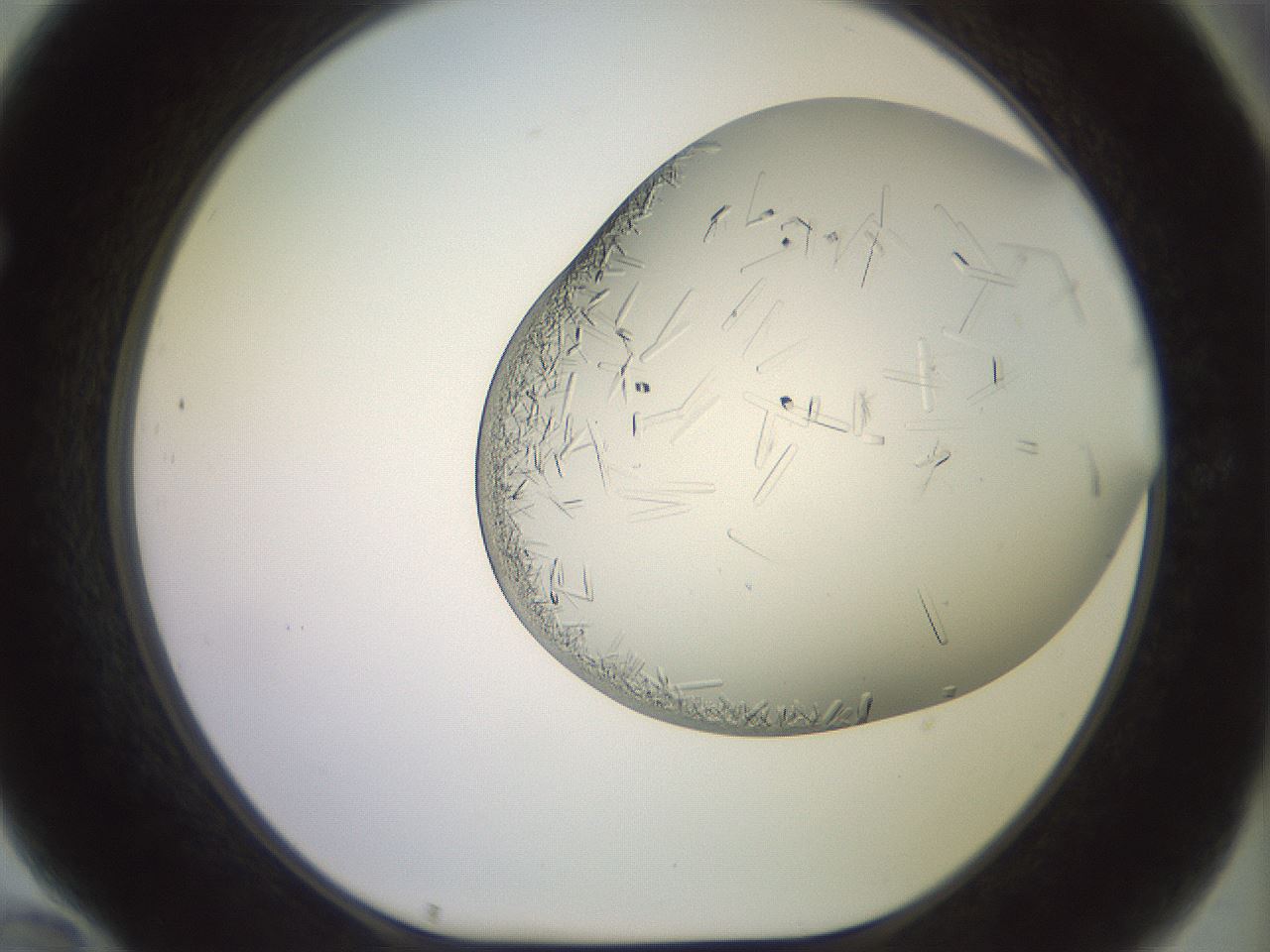 folderID559_plateID2559_batchID12940_wellNum70_profileID1_d1_r196083_ef.jpg