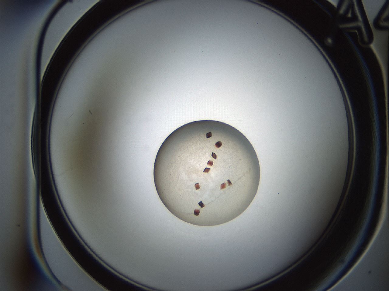 folderID165_plateID2165_batchID9561_wellNum4_profileID1_d1_r145754_ef.jpg