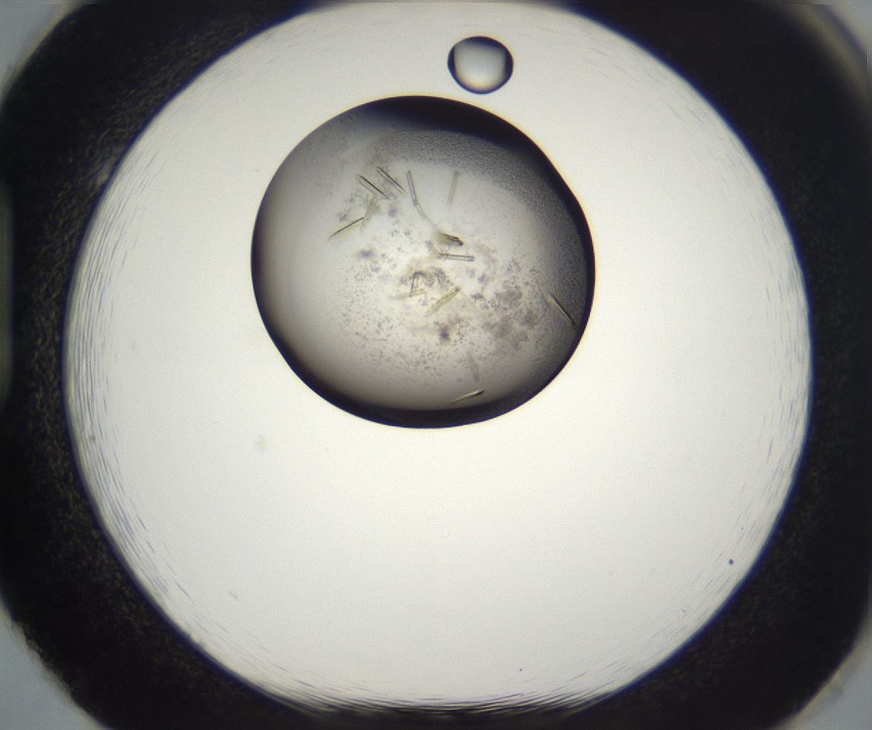 folderID284_plateID2284_batchID10838_wellNum86_profileID1_d1_r160355_ef.jpg