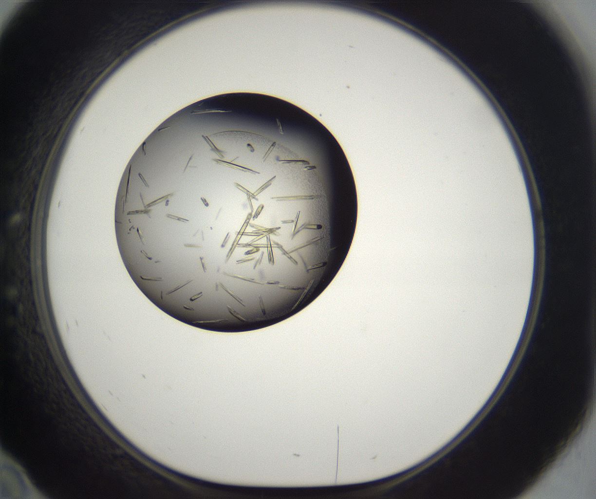 folderID286_plateID2286_batchID10841_wellNum46_profileID1_d1_r160507_ef.jpg