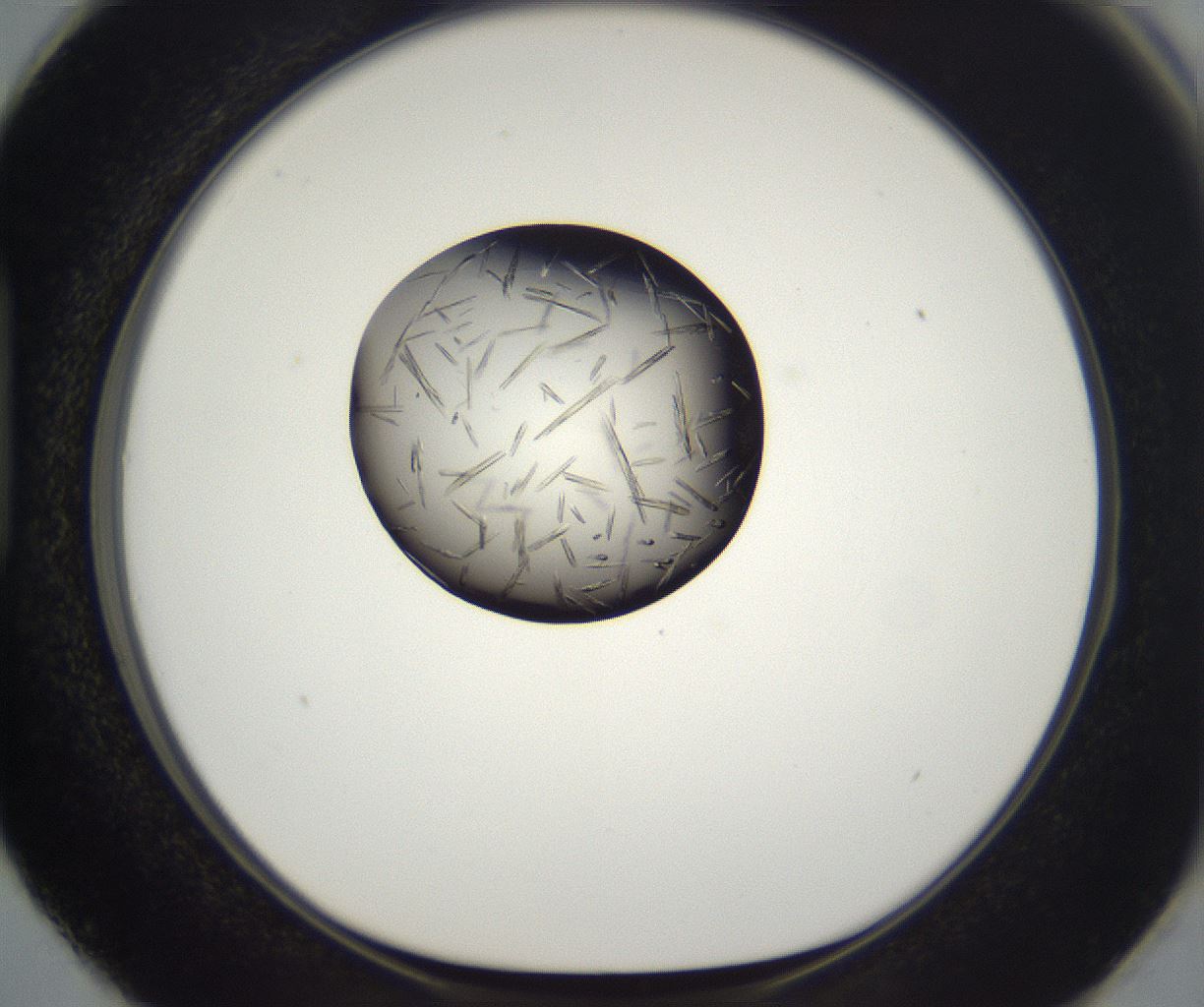 folderID286_plateID2286_batchID10841_wellNum87_profileID1_d1_r160548_ef.jpg