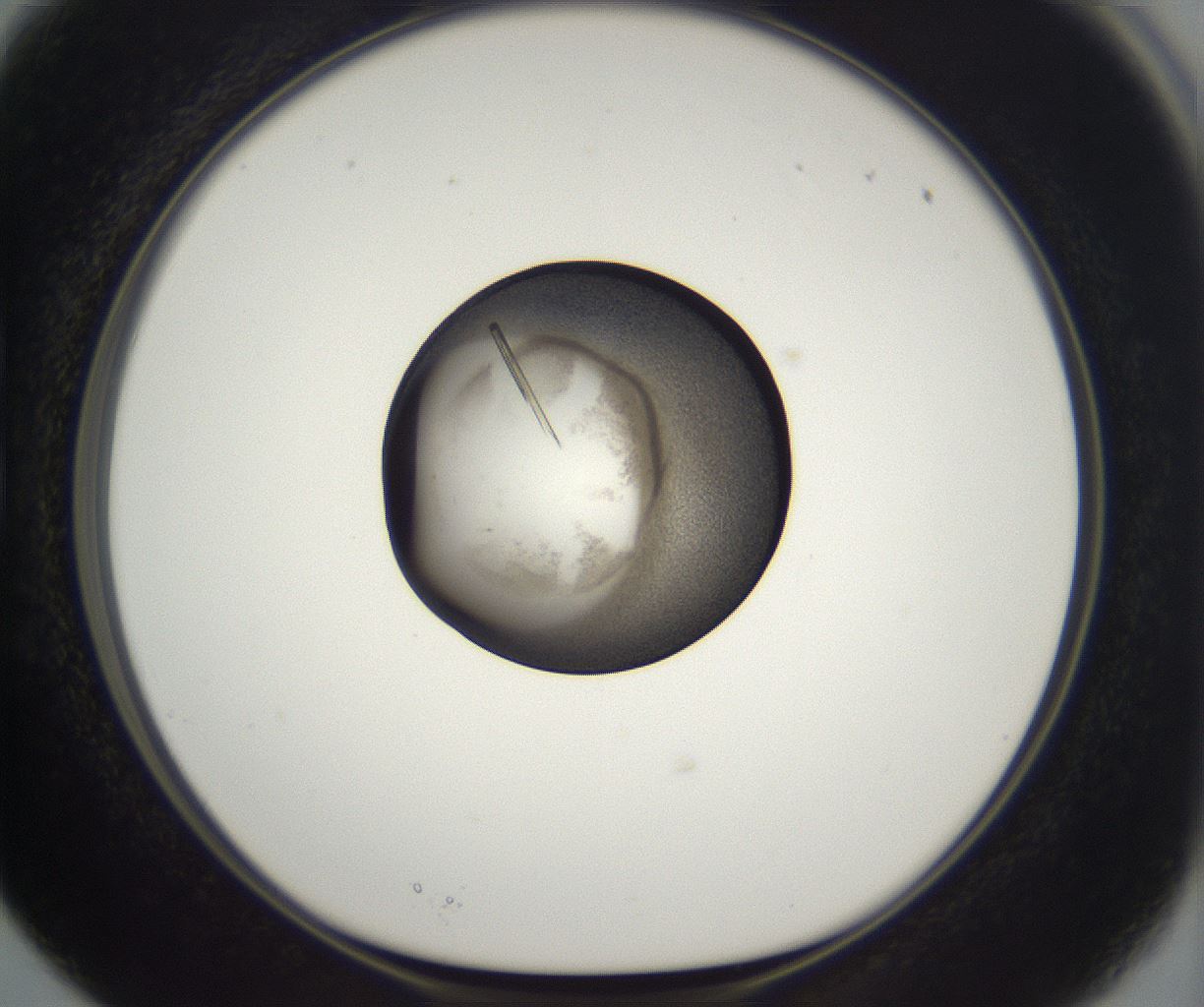 folderID288_plateID2288_batchID10842_wellNum15_profileID1_d1_r160572_ef.jpg
