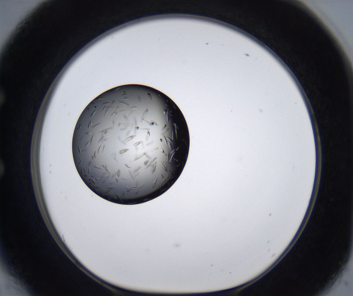 folderID289_plateID2289_batchID10816_wellNum54_profileID1_d1_r159939_ef.jpg