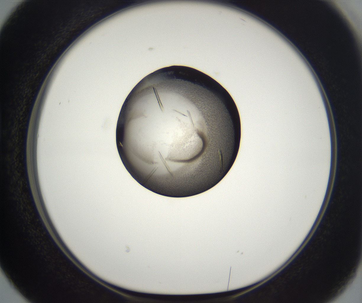 folderID290_plateID2290_batchID10843_wellNum38_profileID1_d1_r160691_ef.jpg
