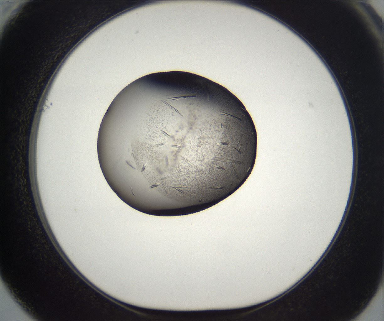 folderID290_plateID2290_batchID10843_wellNum61_profileID1_d1_r160714_ef.jpg