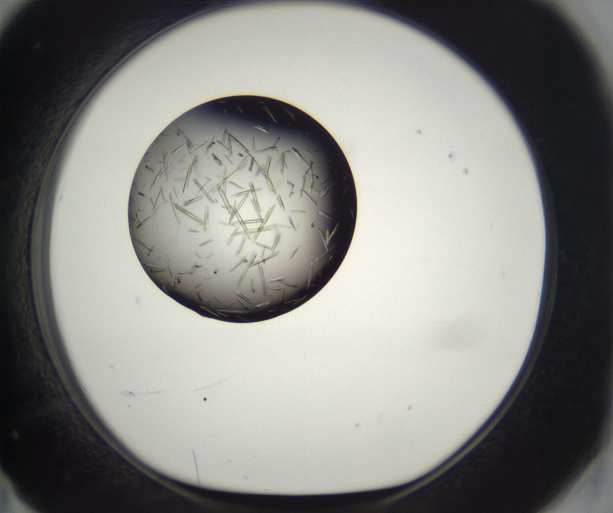 folderID290_plateID2290_batchID10843_wellNum71_profileID1_d1_r160724_ef.jpg