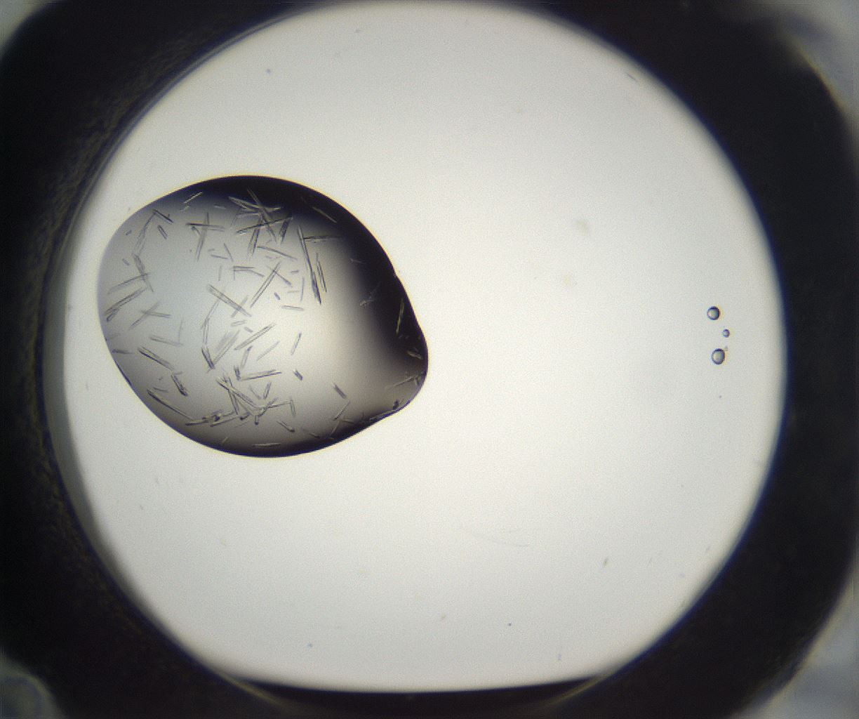 folderID290_plateID2290_batchID10843_wellNum84_profileID1_d1_r160737_ef.jpg
