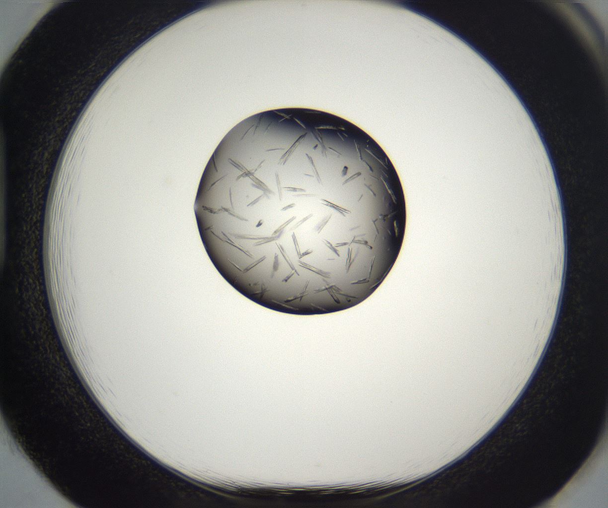 folderID290_plateID2290_batchID10843_wellNum85_profileID1_d1_r160738_ef.jpg