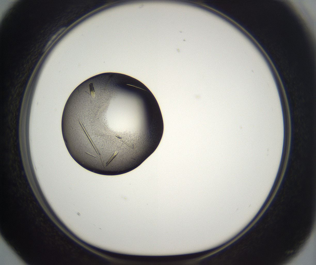 folderID292_plateID2292_batchID10845_wellNum28_profileID1_d1_r160777_ef.jpg