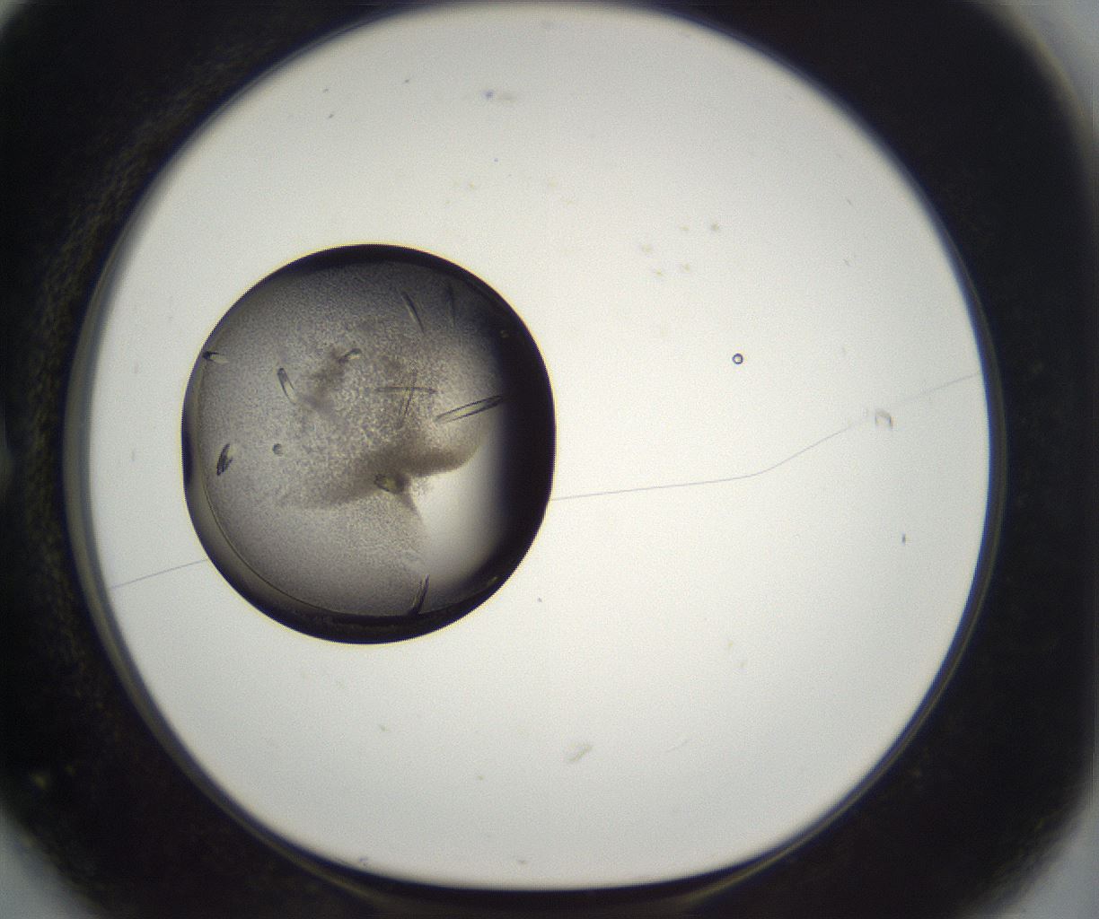 folderID292_plateID2292_batchID10845_wellNum6_profileID1_d1_r160755_ef.jpg