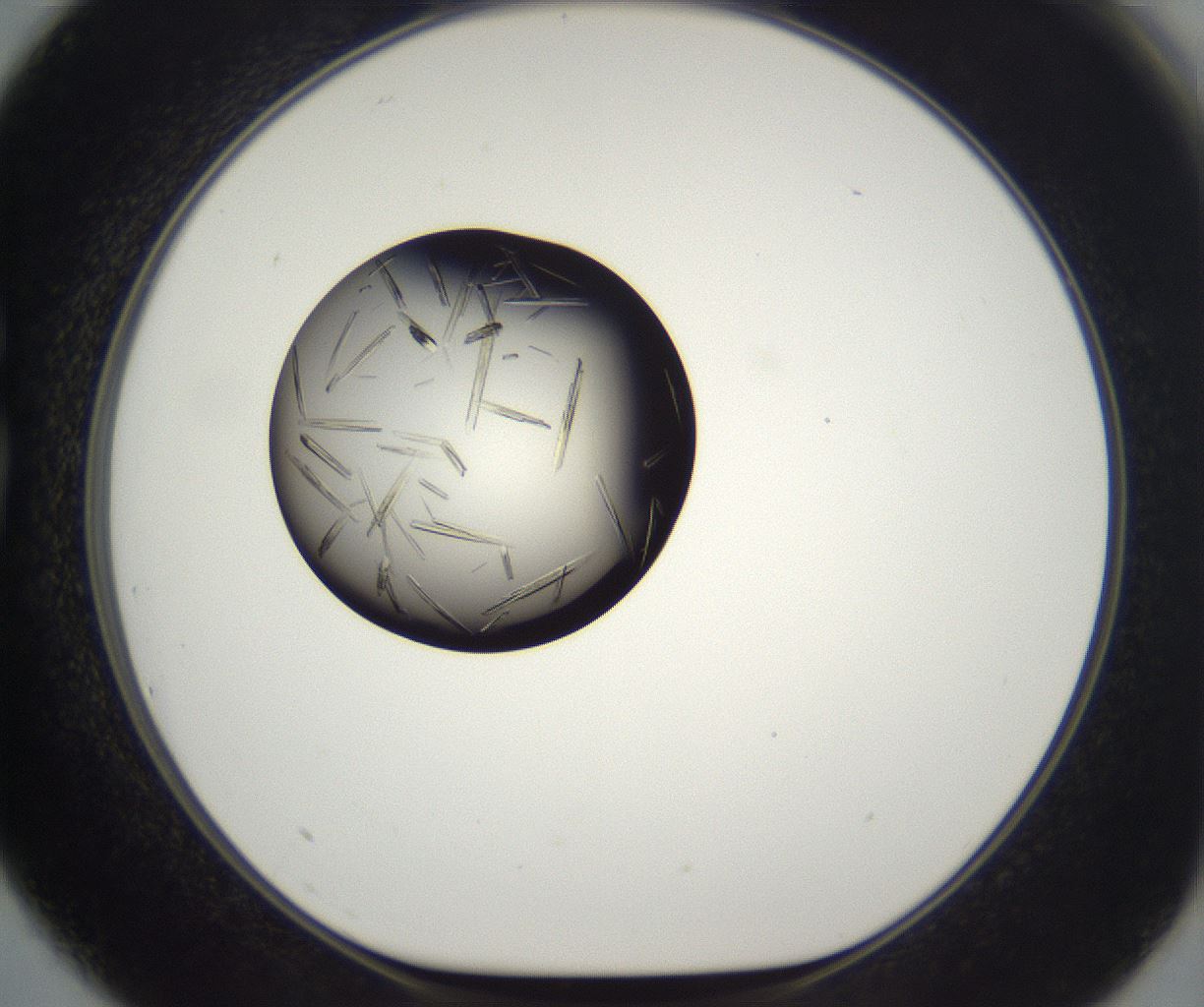 folderID292_plateID2292_batchID10845_wellNum75_profileID1_d1_r160824_ef.jpg