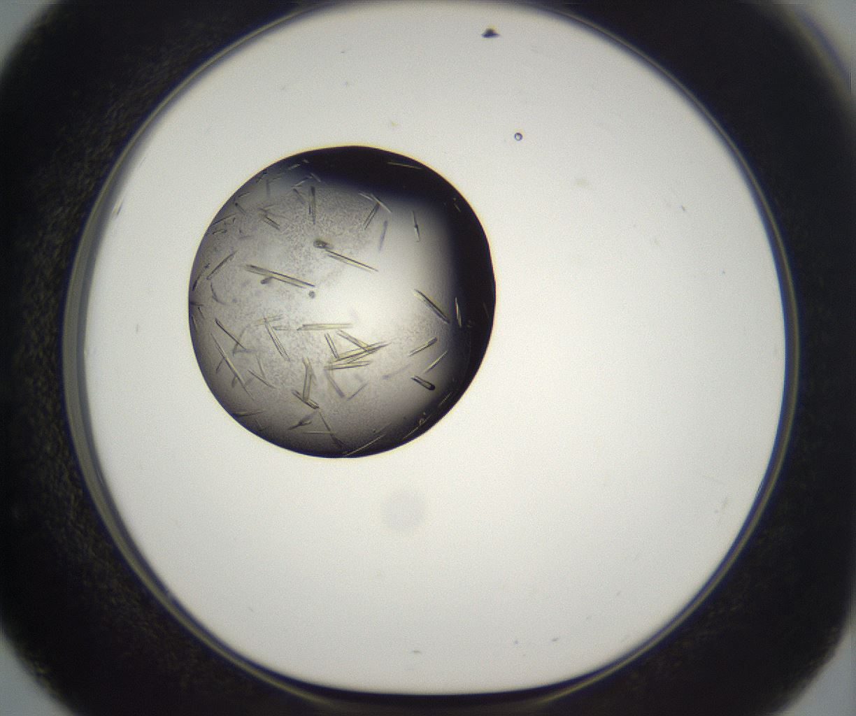 folderID290_plateID2290_batchID10843_wellNum51_profileID1_d1_r160704_ef.jpg