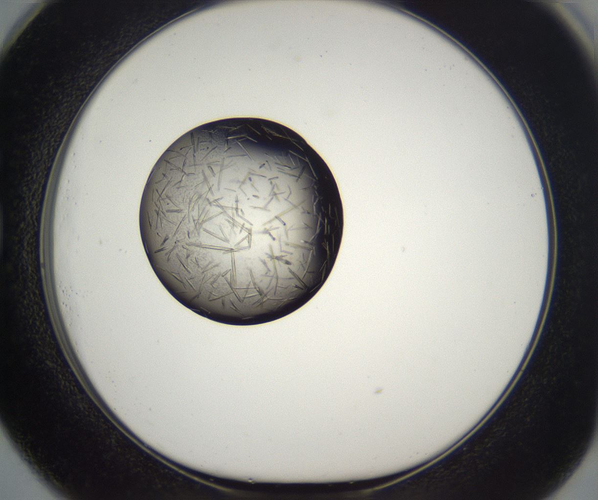 folderID290_plateID2290_batchID10843_wellNum73_profileID1_d1_r160726_ef.jpg