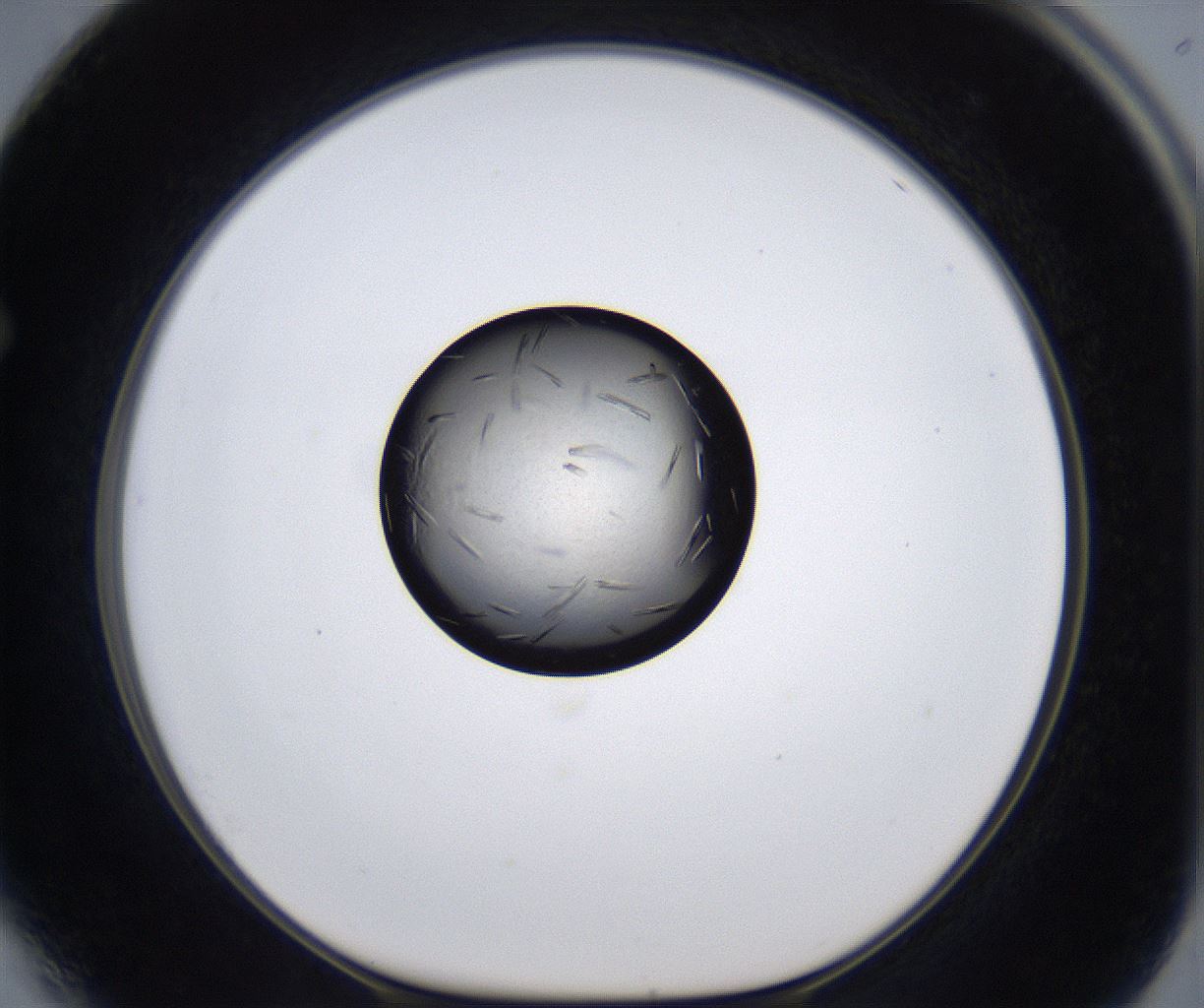 folderID291_plateID2291_batchID10819_wellNum64_profileID1_d1_r160045_ef.jpg