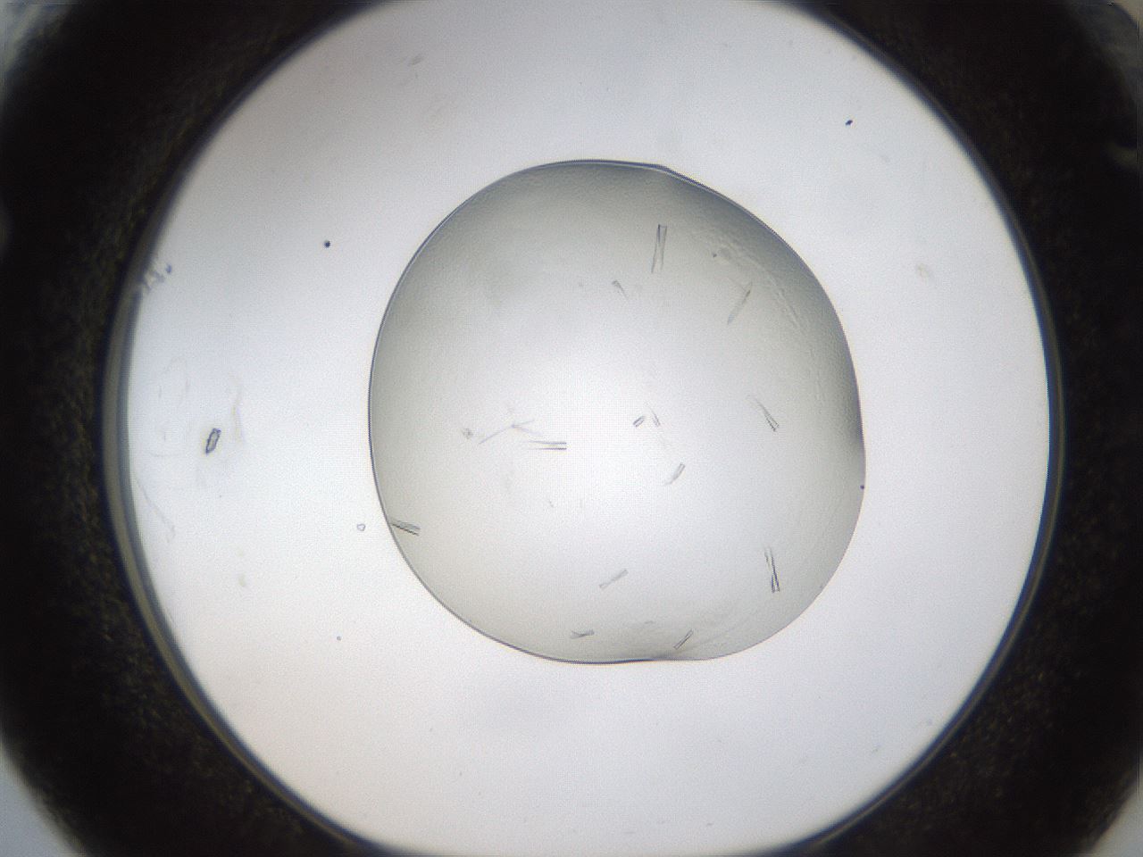 folderID293_plateID1293_batchID4282_wellNum61_profileID1_d1_r77792_ef.jpg