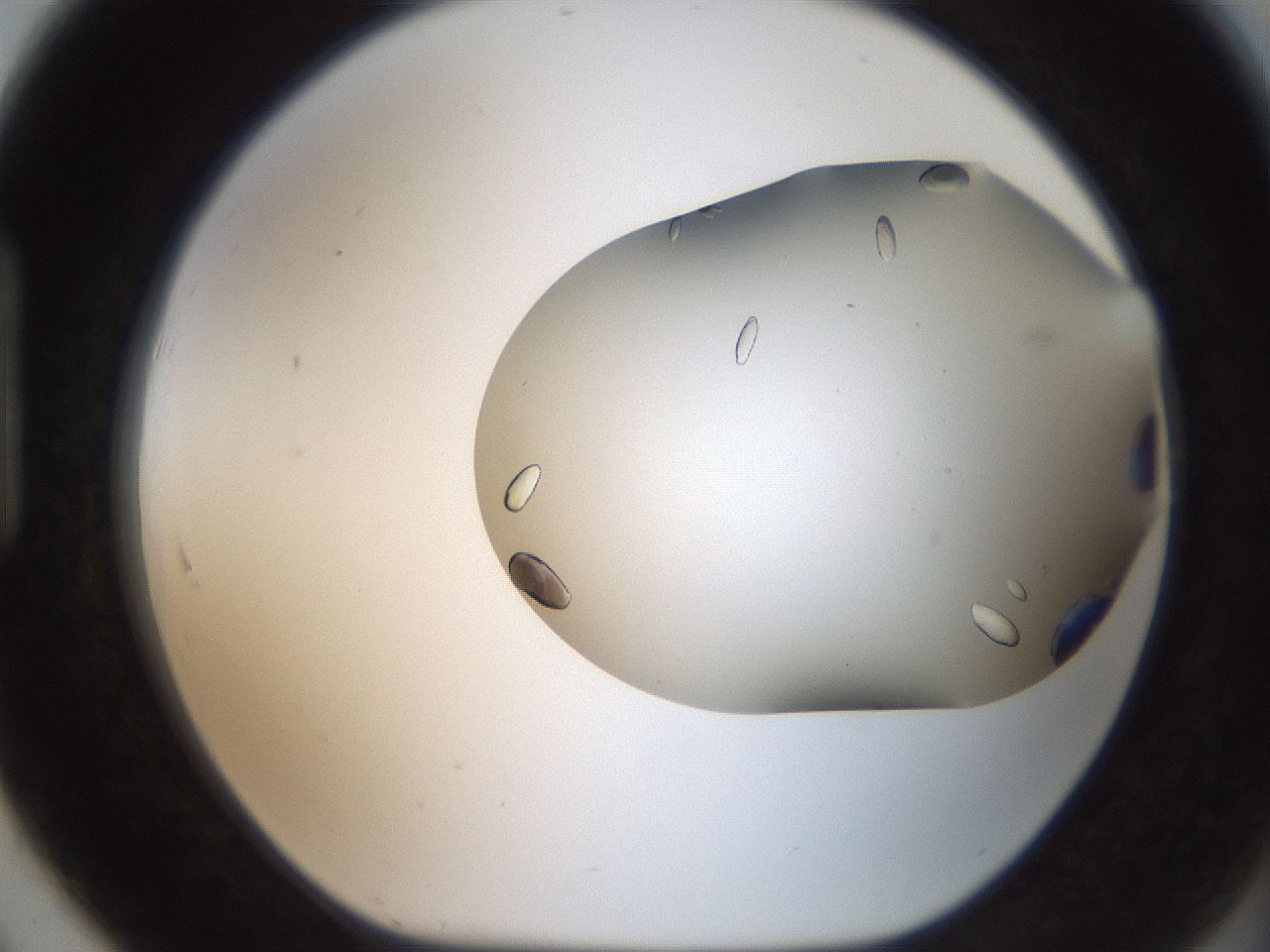 folderID307_plateID2307_batchID10874_wellNum91_profileID1_d1_r162865_ef.jpg
