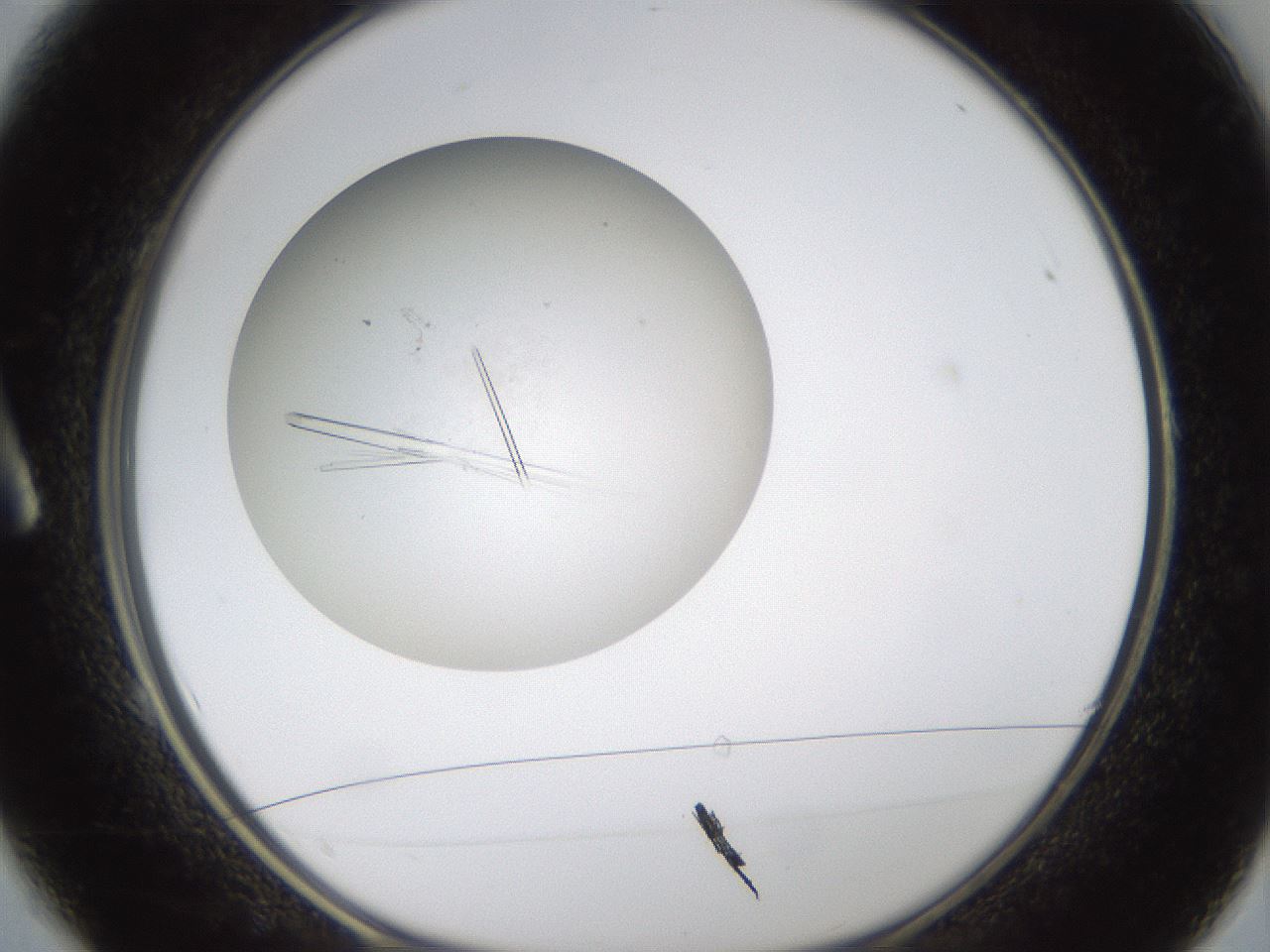folderID319_plateID1319_batchID4362_wellNum1_profileID1_d1_r78968_ef.jpg