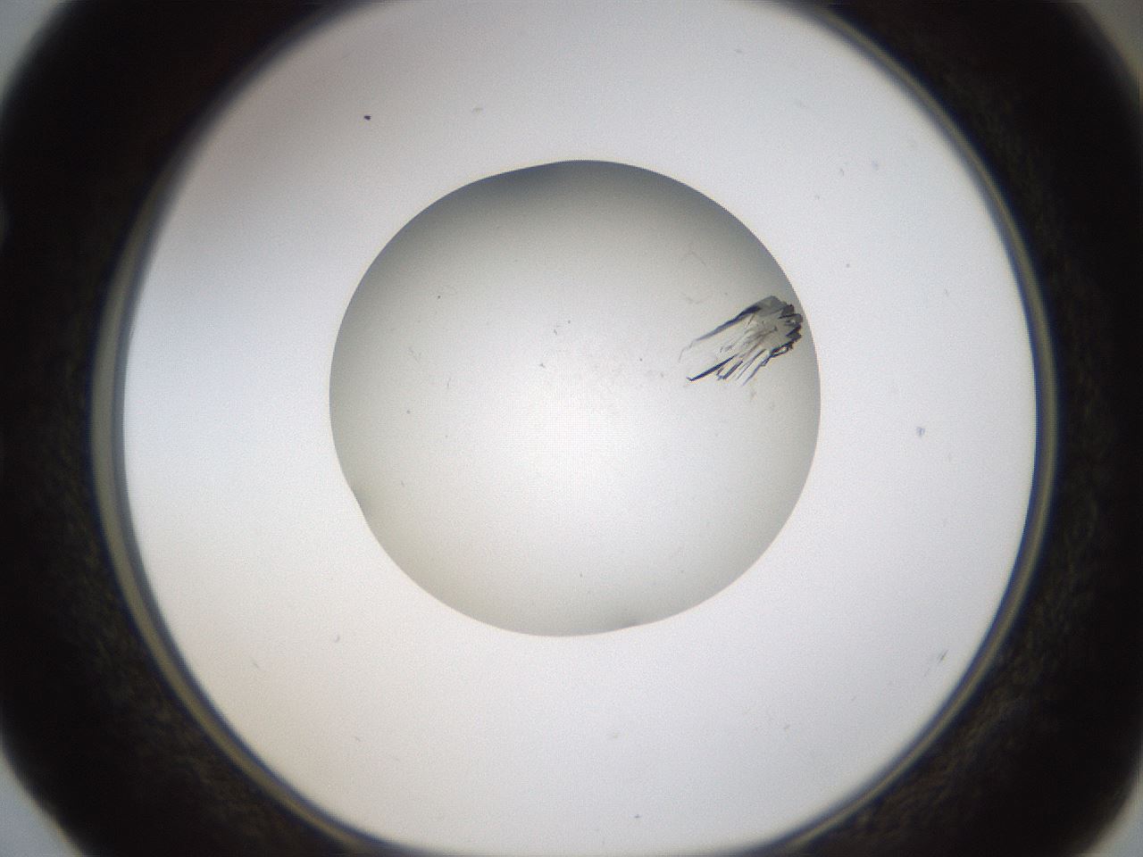 folderID319_plateID1319_batchID4362_wellNum52_profileID1_d1_r79019_ef.jpg