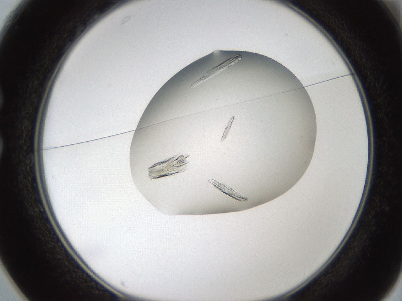folderID320_plateID1320_batchID4375_wellNum25_profileID1_d1_r79184_ef.jpg
