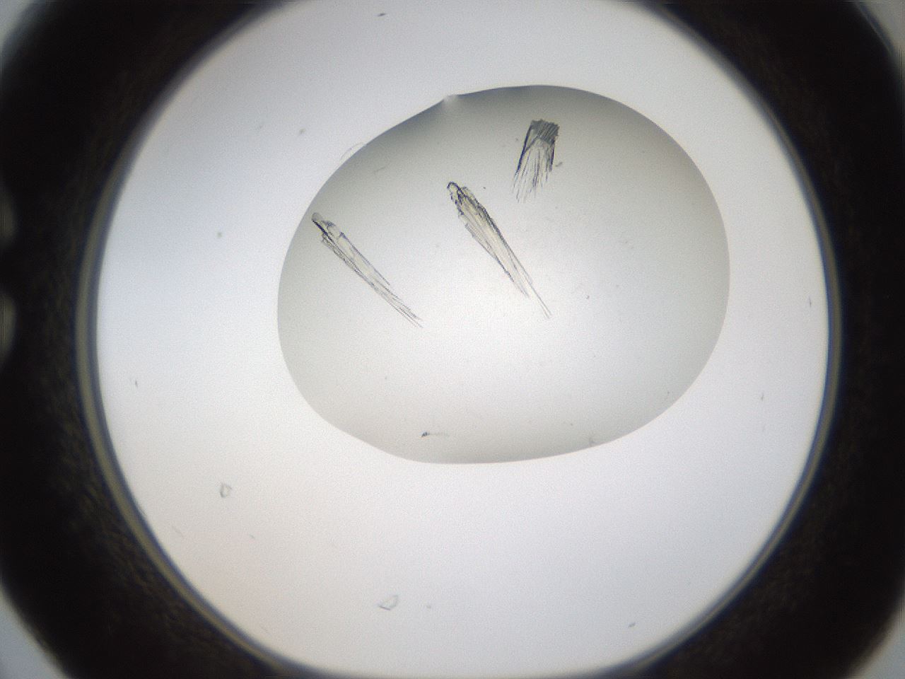 folderID320_plateID1320_batchID4375_wellNum30_profileID1_d1_r79189_ef.jpg
