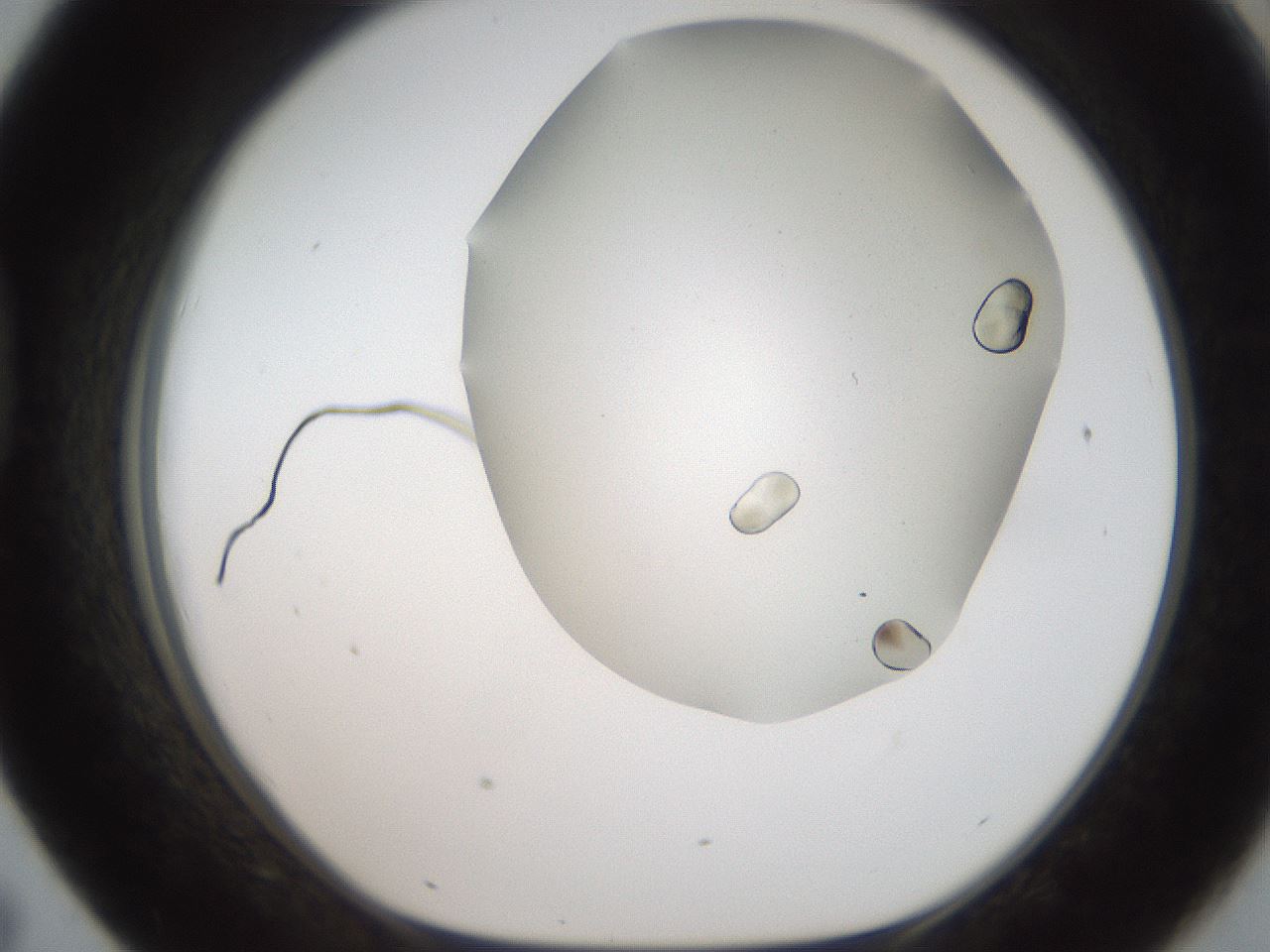 folderID321_plateID2321_batchID10963_wellNum43_profileID1_d1_r163405_ef.jpg