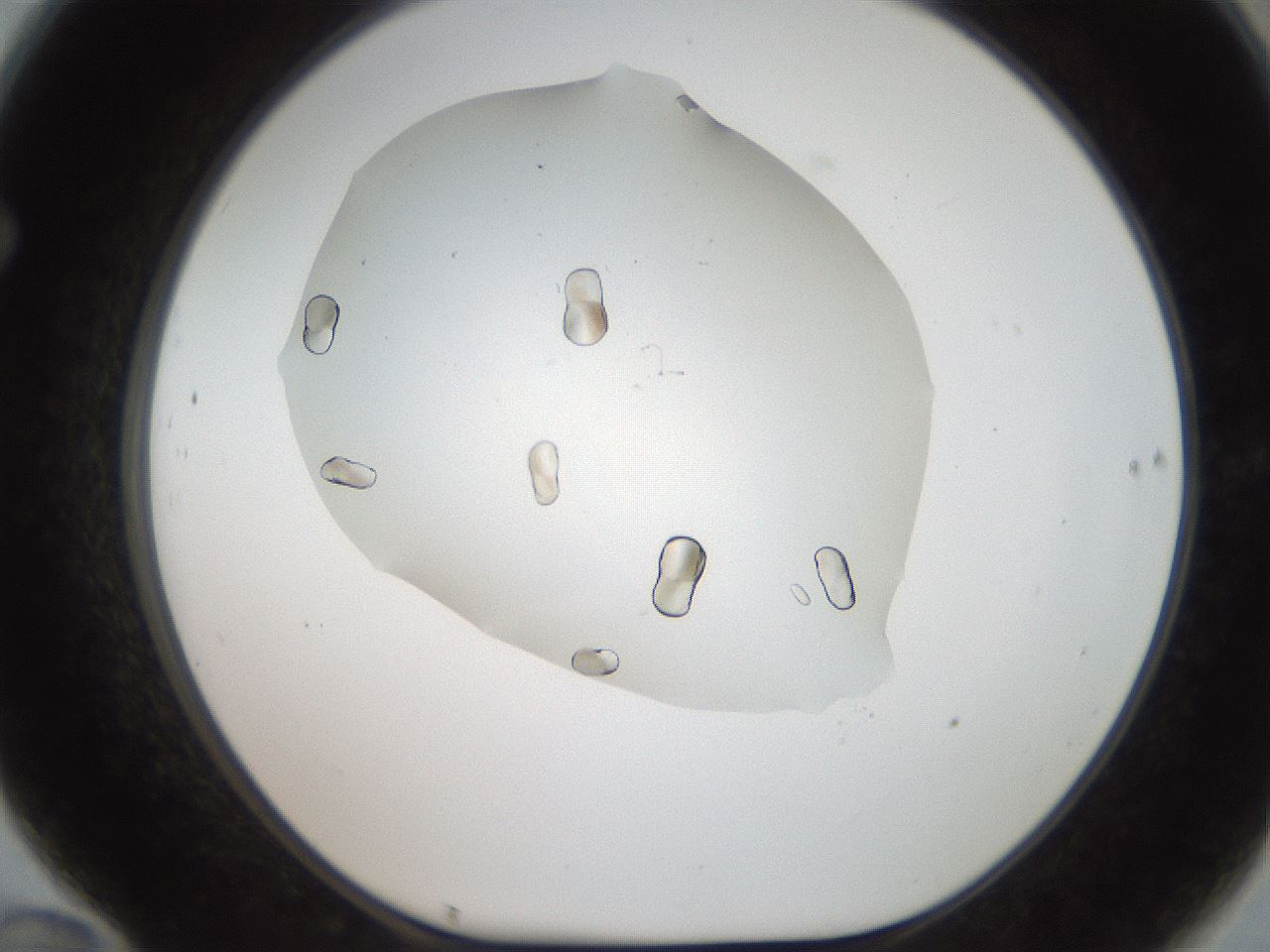 folderID321_plateID2321_batchID10963_wellNum70_profileID1_d1_r163432_ef.jpg