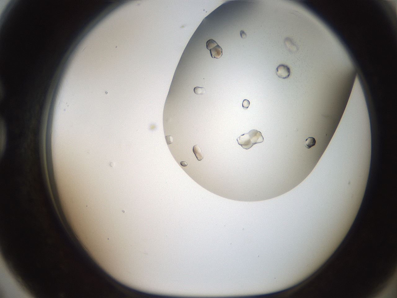 folderID321_plateID2321_batchID10963_wellNum79_profileID1_d1_r163441_ef.jpg