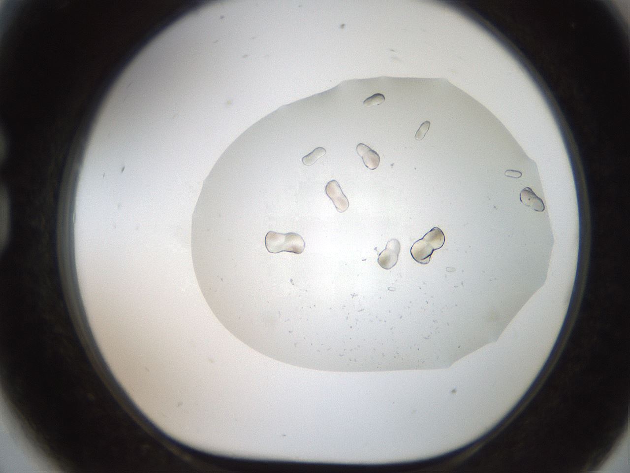 folderID321_plateID2321_batchID10963_wellNum81_profileID1_d1_r163443_ef.jpg